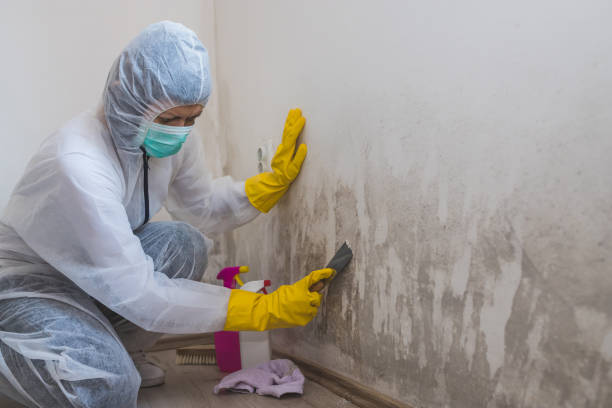 Mold Remediation for Rental Properties in Wanamingo, MN