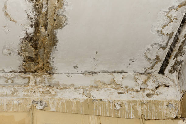 Best Mold Documentation for Insurance Claims  in Wanamingo, MN