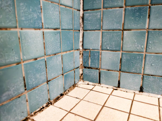 Mold Removal for HVAC Installations in Wanamingo, MN